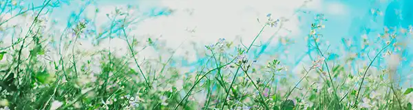 Springtime Allergy Triggers